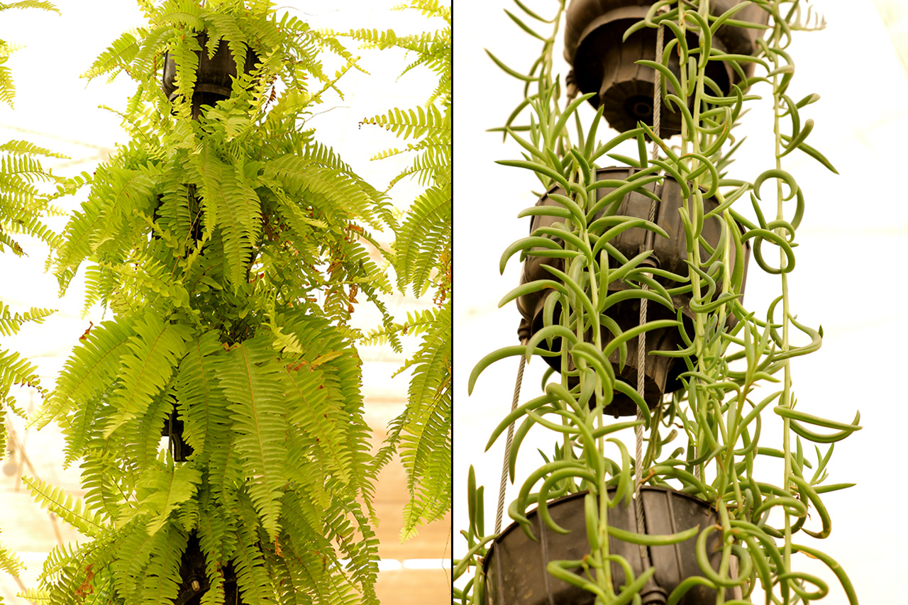 Sbl Farms Green walls and Living walls, Vertical Garden, Bio Curtains